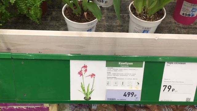 Свежий завоз орхидей в Бауцентр 1 августа 2020 г. Фронтера, Мария Тереза, Синголо.... Есть уценка . смотреть онлайн