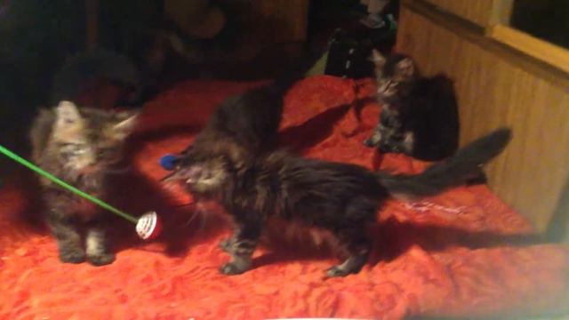 котята мейн-кун из питомника 