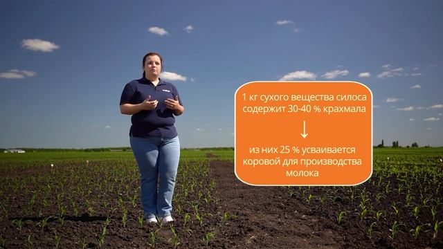 «Силосный ликбез»: раскрываем секреты выращивания кукурузы на силос