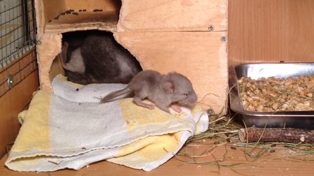 Новорожденные шиншиллы / Newborn Chinchillas