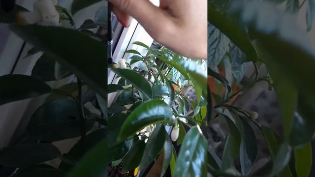 Цветение апельсина смотреть онлайн