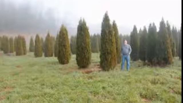 Arborvitae That Break Apart In Snow смотреть онлайн