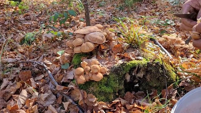Ведро ОПЯТ,? мимоходом?? смотреть онлайн