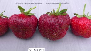ХЕПИЛ позднеспелый сорт клубники