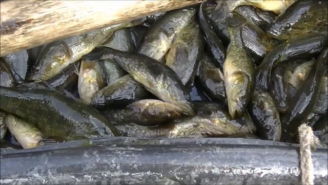 Рыбалка на ротана вентерями ( фитилями, мережой ) в октябре 2020 смотреть онлайн