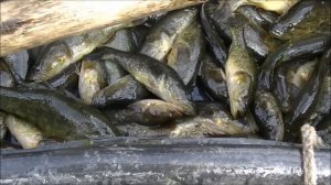 Рыбалка на ротана вентерями ( фитилями, мережой ) в октябре 2020