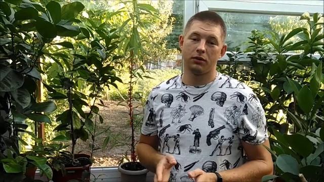 Debregeasia Edulis Дебрегеасия съедобная