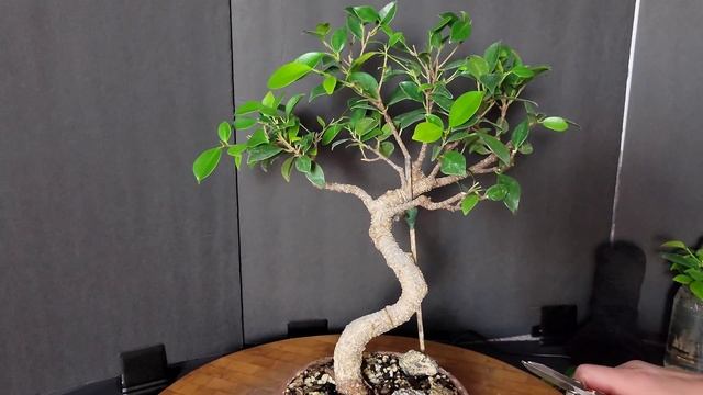 Tiger Bark Ficus Bonsai - Big Bold Cuts смотреть онлайн