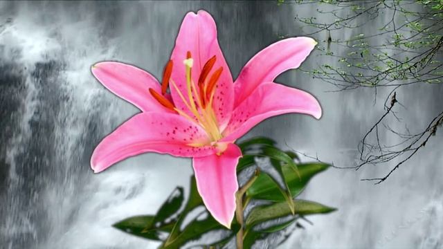 Гендель. Голоса природы-2 .Монтаж Елена Еленкова. смотреть онлайн