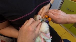 У Мии выросли длиннющие зубы. Стрижём зубы кролику