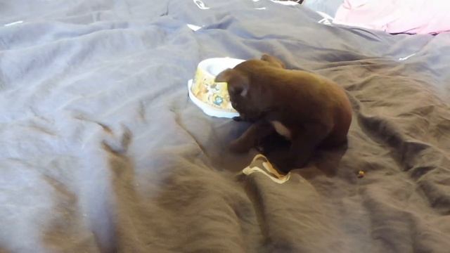 ЧЕМ КОРМИТЬ ЩЕНКА ЧИХУАХУА В 1 МЕСЯЦ / питомник ЧИХУА Мари Мистик / Марина Белкина / ДАЙНЕРИС кушае смотреть онлайн