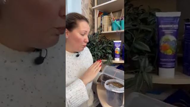 ПОСЕВ ГИГАНТСКОГО ЛУКА ЭКСИБИШЕН НА РАССАДУ ИЗ СЕМЯН #shorts смотреть онлайн