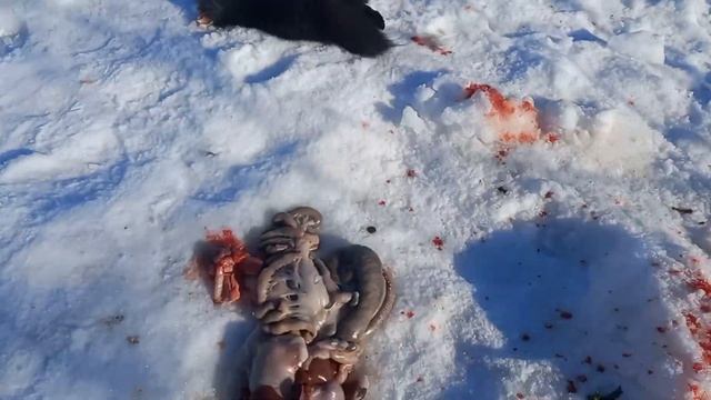 Сколько мяса в французском баране? смотреть онлайн