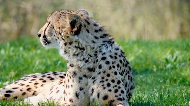 Леопард против Гепарда / Разница между леопардом и гепардом смотреть онлайн