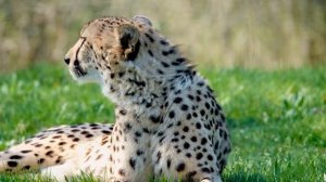 Леопард против Гепарда / Разница между леопардом и гепардом