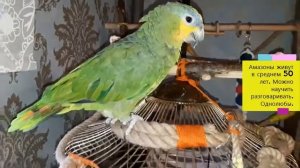 Попугай амазон. Венесуэльский попугай.