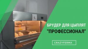 Бройлеры КОББ-500. Как обогреть суточных цыплят? Делимся секретами