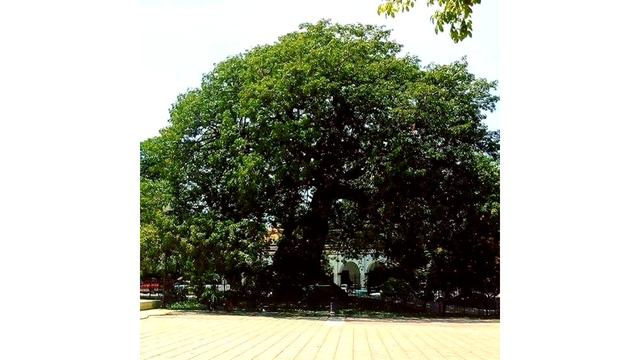 Condor pasa-Flauta Dulce смотреть онлайн