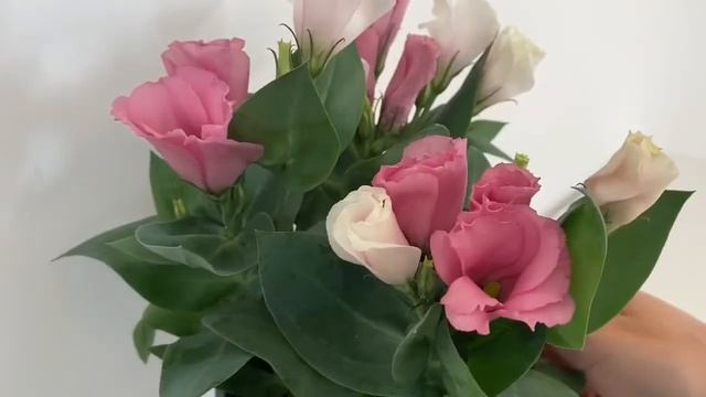 ЛИЗИАНТУС в горшке. Особенности выращивания ЭУСТОМЫ дома. смотреть онлайн