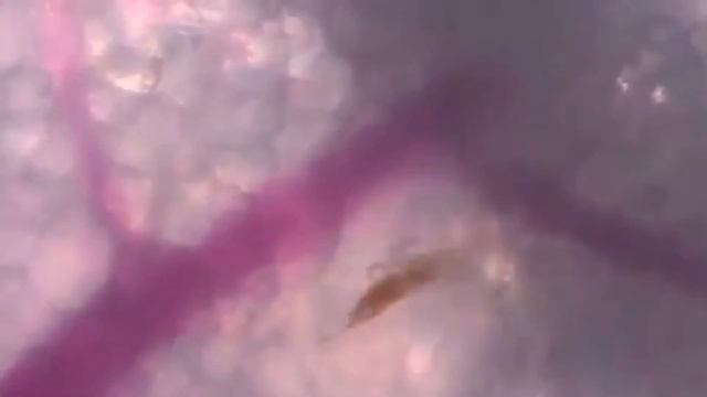 Руководство по Творчеству