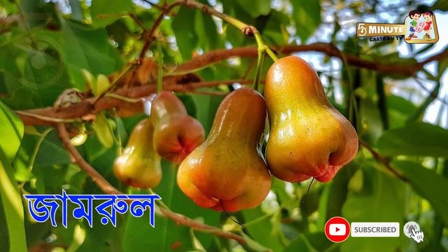 ফলের নাম শিখুন | Learn name of Fruits in Bengali & English | Fruits name for kids | 2022 смотреть онлайн