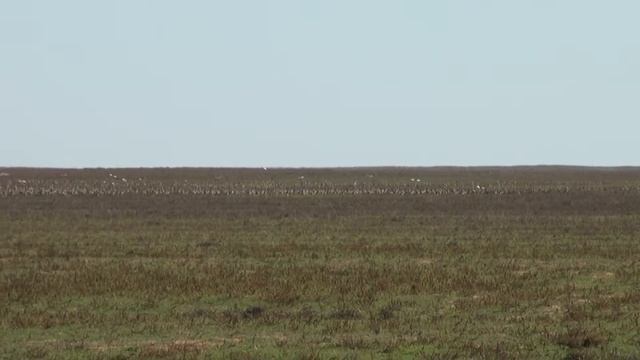 Стрепет в заповеднике "Черные земли" смотреть онлайн