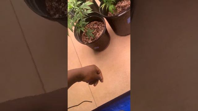 Bigg's 1st Grow Ever! Vertical Grow Rack 1 POUND PER PLANT!!!! смотреть онлайн