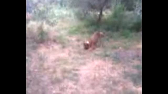 Стафф-пчеловод.Смотреть всем! смотреть онлайн