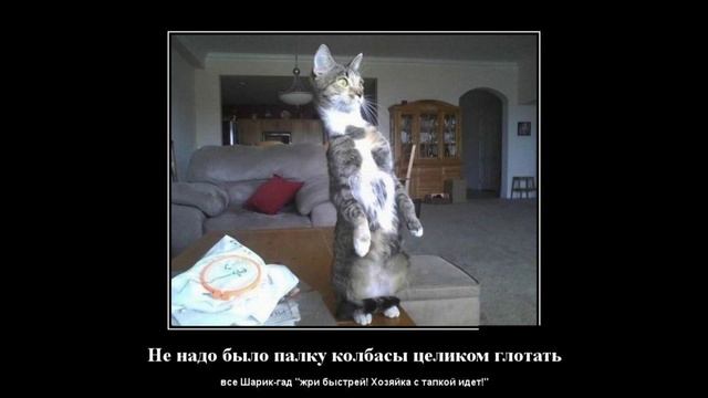 Смешные демотиваторы и прикольные картинки! смотреть онлайн