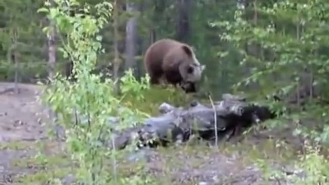 Медведи нападают на людей смотреть онлайн