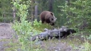 Медведи нападают на людей