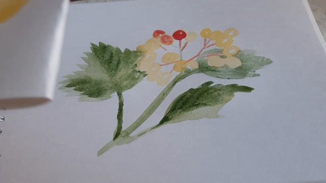 Акварель для начинающих. РИСУЕМ КАЛИНУ смотреть онлайн