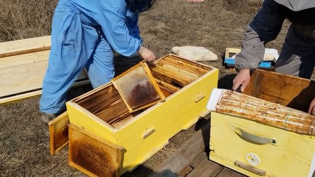 Лежак на 24 рамки или дадан 12 рамок, что выбрать? Где будет больше мёда? Часть 1.