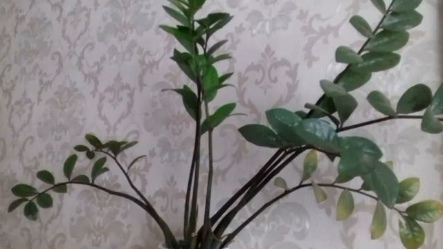 Долларовое дерево. Уход за долларовым деревом смотреть онлайн