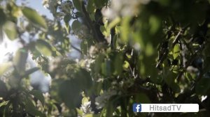 Почему не плодоносит груша -  груша цветёт, но не даёт плодов?