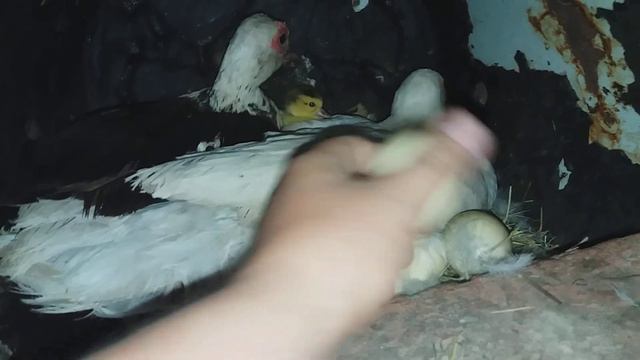 Последний вывод индоутят в этом году!The last conclusion of musk ducklings this year смотреть онлайн
