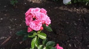 Lovely Lidia rose Лавли Лидия спрей роза ЭТАЛОН Голландской селекции 1995 года???????????????????