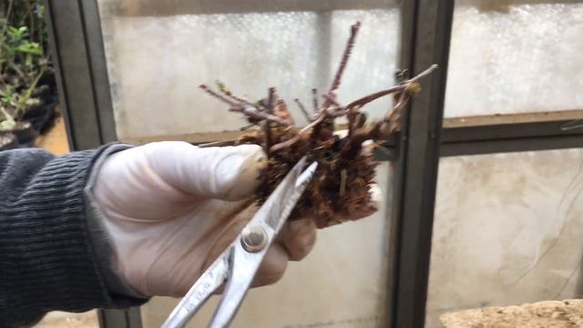 売れ残った桜盆栽が今は貴重な樹形に変身・椿盆栽の種類は知らないうちに沢山・やじま園@tane.bonsai смотреть онлайн