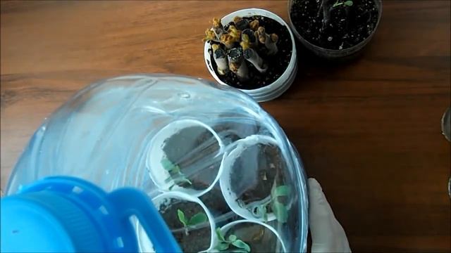 Зимнее укоренение черенков сумаха и барбариса смотреть онлайн