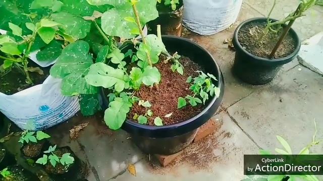Potting mix video updates. Terrace garden. Table rose & papaya plant. смотреть онлайн