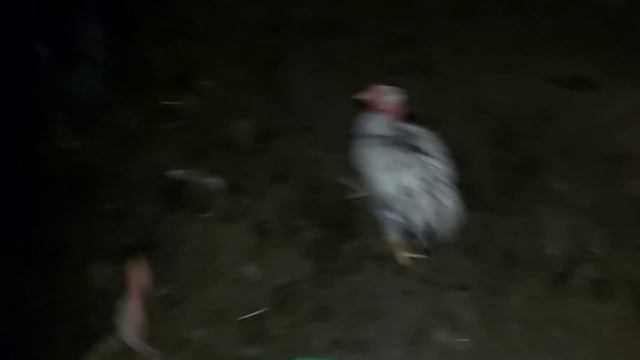 Ловлю СРЕДИ НОЧИ соседского ПЕТУХА // кличка для свинки)) смотреть онлайн