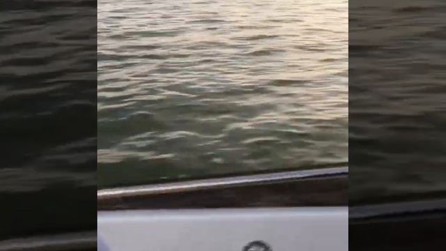 Лодка Касатка-700 спорт на воде. В своей стихии. #мотолодка #приморско #купитьлодку смотреть онлайн