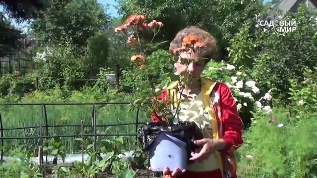 Как сажать розы из коробки. Сайт "Садовый мир" смотреть онлайн