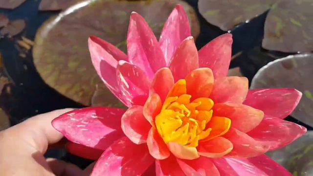 Продажа нимфей, кувшинок (купить нимфеи, кувшинки в частном питомнике WaterLilia.ru) смотреть онлайн