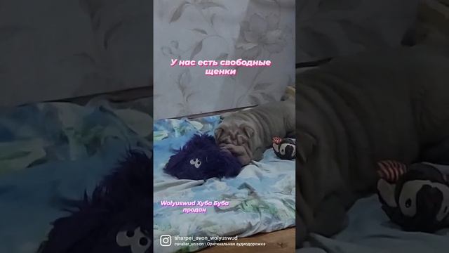 Документы РКФ. Доставка. ☎️ 89523167175 смотреть онлайн