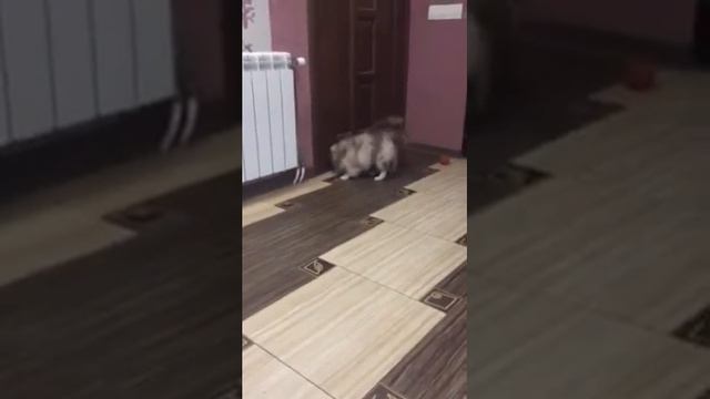 Шпиц померанский шоколад на белом смотреть онлайн