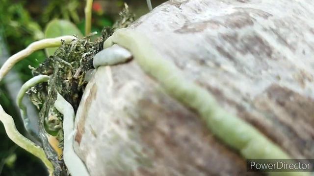 Орхидея мини фаленопсис на кокосе. Цветение. #орхидея_фаленопсис_на_блоке #орхидея_фаленопсис_уход смотреть онлайн