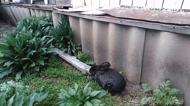 Как угробить кроликов... смотреть онлайн