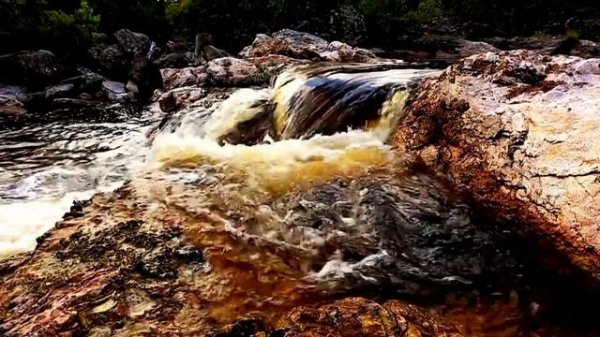 Amazon River Wildlife Safari: A Spectacular Visual Experience with relaxing Music