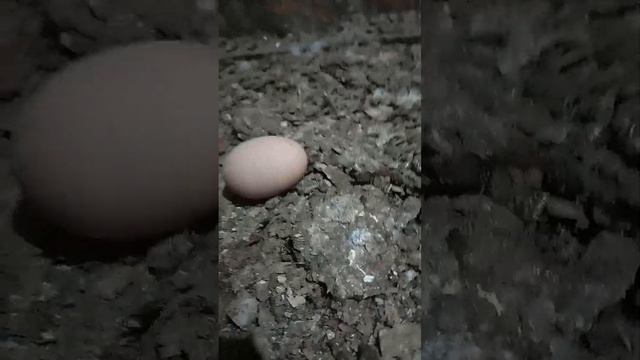 цветной бройлер. начала нестись!!!!! в 4.5 месяца смотреть онлайн